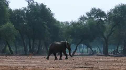 Elephant Walking in Open Forest Video stock 321837268