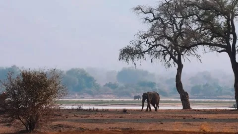 Elephant Walking in Open Forest Video stock 321837273