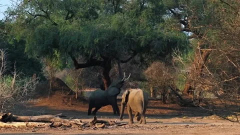 Elephant Walking in Open Forest Video stock 321837356