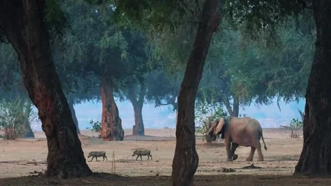 Elephant Walking in Open Forest Video stock 321837486