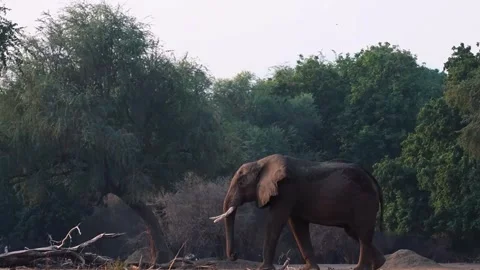Elephant Walking in Open Forest Video stock 321837495