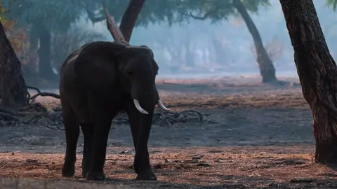 Elephant Walking in Open Forest Video stock 321837634