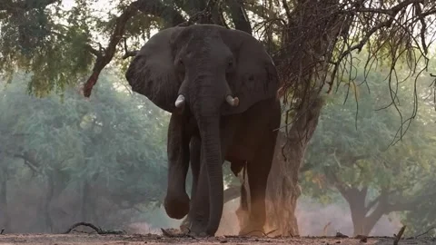 Elephant Walking in Open Forest Video stock 321837637