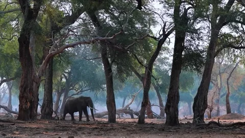 Elephant Walking in Open Forest Video stock 321837748