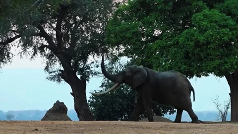 Elephant Walking in Open Forest Video stock 321838056