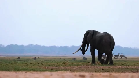 Elephant Walking in Open Forest Stock Footage 321838654