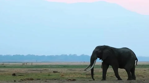 Elephant Walking in Open Forest Stock Footage 321838671