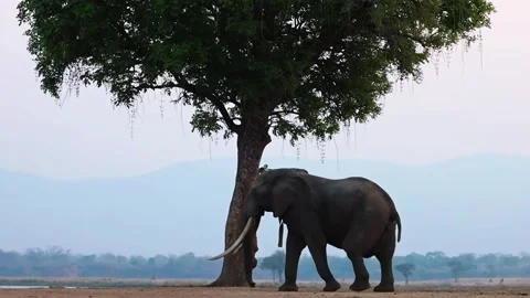 Elephant Walking in Open Forest Stock Footage 321838821