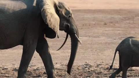 Elephant Walking in Open Forest Stock Footage 321840759