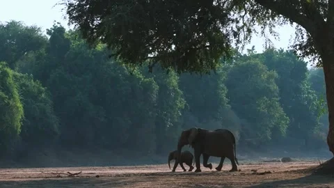 Elephant Walking in Open Forest Stock Footage 321840942