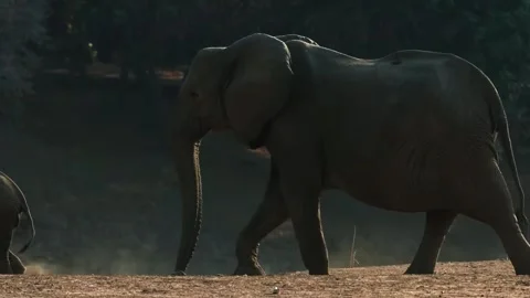 Elephant Walking in Open Forest Stock Footage 321841057