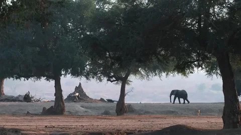 Elephant Walking in Open Forest Stock Footage 321841077
