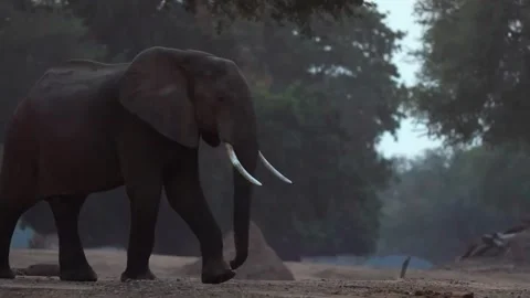 Elephant Walking in Open Forest Stock Footage 321841153