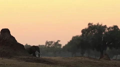 Elephant Walking in Open Forest Stock Footage 321841177
