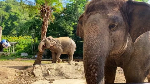 Elephant walking in the open zoo Stock Footage 251268651