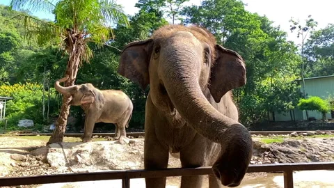 Elephant walking in the open zoo Stock Footage 251268704