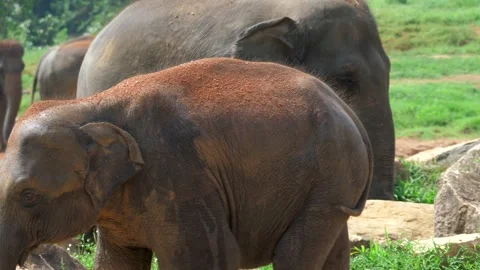 Elephant walking in the park Video stock 308934429