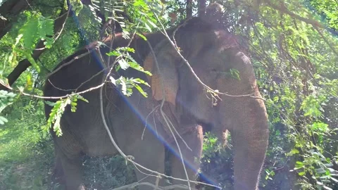 Elephant walking past camera Vidéo 170092788