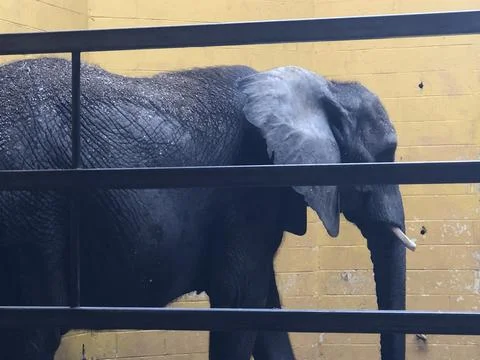 Elephant walking past a gate Stock Photos