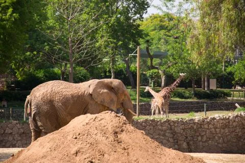 Elephant walking Stock Photos