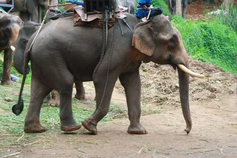 A elephant walking Stock Photos