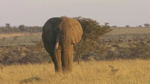 Elephant walking on plains Stock Footage 12658501