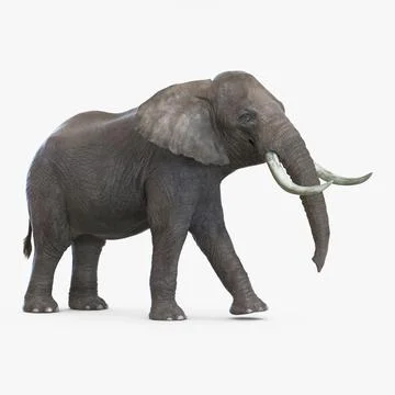 Elephant Walking Pose 3D Model