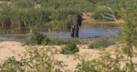 Elephant walking in a river Stock Footage 90537020