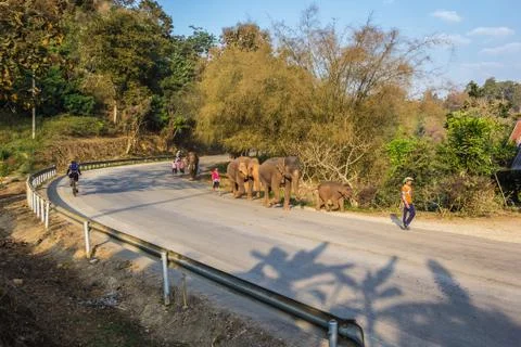 Elephant walking on the road. Stock Photos