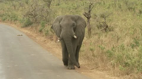 Elephant walking on the road slow Stock Footage 12359068
