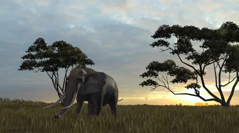 Elephant walking in savannah Video stock 38988696