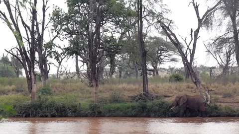 Elephant walking in scenic river bed Stock Footage 78749665