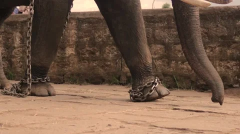 Elephant walking in shackles Stock Footage 60821883