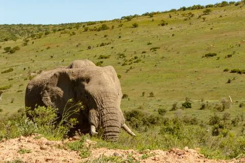 Elephant walking on the side Stock Photos