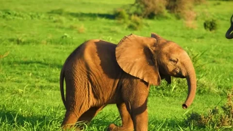 Elephant Walking Side View Stock Footage 323142235