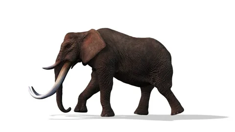 Best Elephant Side View Royalty-Free Images, Stock Photos & Pictures |  Shutterstock