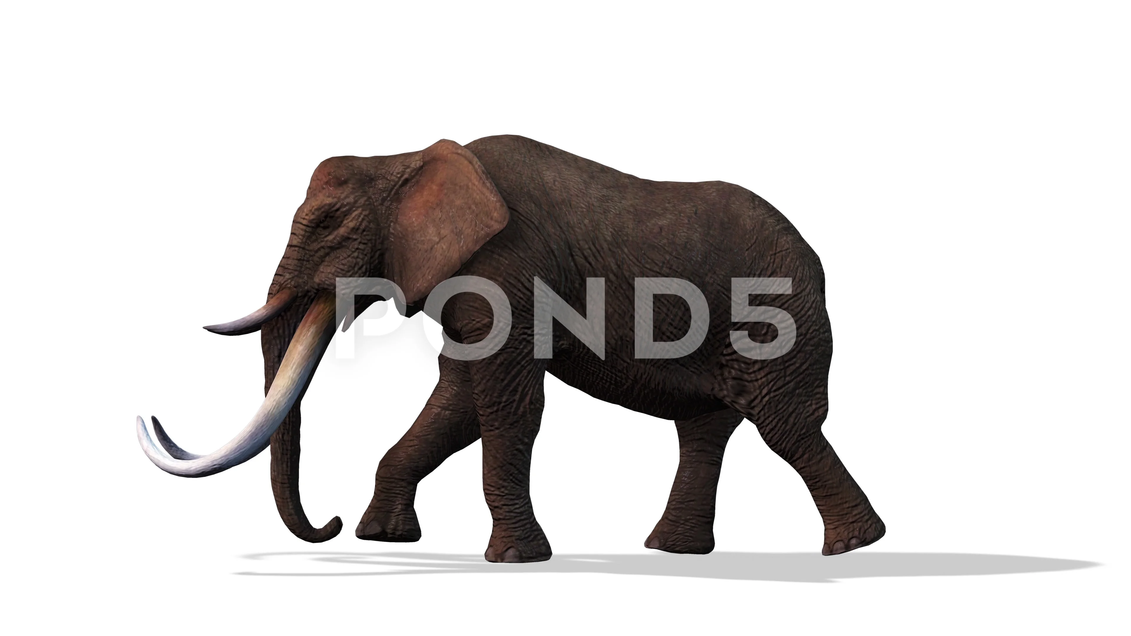734 Side View Elephant Walking Stock Photos - Free & Royalty-Free Stock  Photos from Dreamstime