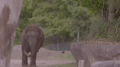 Elephant walking in slow motion Stock Footage 53014087