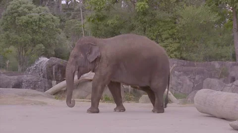 Elephant walking in slow motion Stock Footage 53014346
