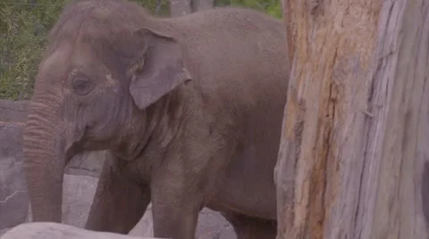 Elephant walking in slow motion medium close Stock Footage 53014049