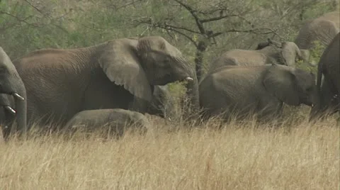 Elephant walking slowly Stock Footage 12364024