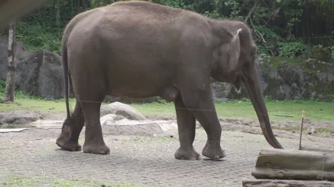 An elephant walking on a stone path in a zoo exhibit Stock Footage 236185720
