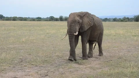 Elephant walking straight ahead Stock Footage 135225362