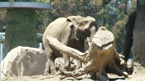 Elephant Walking by Stump Stock Footage 477733