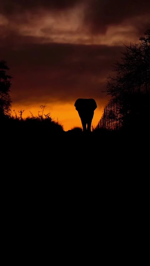 Elephant walking at sunset 库存影片 326637919