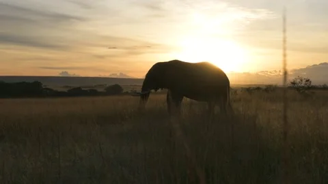 Elephant walking at sunset, slow motion shot from the savannah of Kenya Stock Footage 297534446