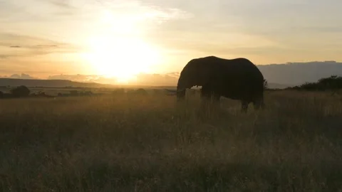Elephant walking at sunset, slow motion shot from the savannah of Kenya Stock-Footage 297534480