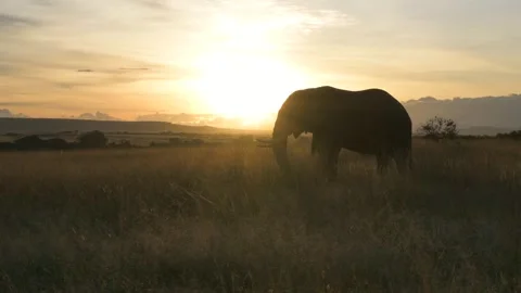 Elephant walking at sunset, slow motion shot from the savannah of Kenya Stock-Footage 297534491