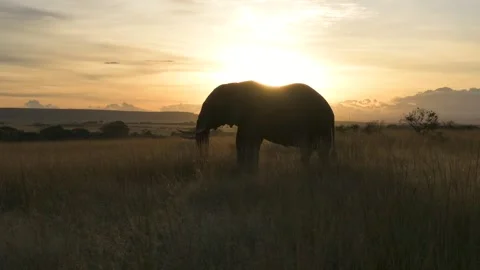 Elephant walking at sunset, slow motion shot from the savannah of Kenya Stock-Footage 297534493
