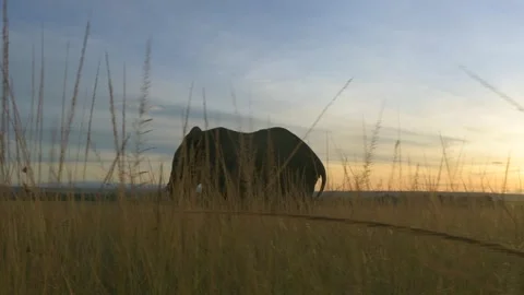 Elephant walking at sunset, slow motion shot from the savannah of Kenya Stock-Footage 297534495